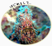 カエルアンコウ　ハワイダイビングポイント