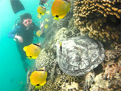 カイルアタウン散策 ＋ サンドバーでダイビング